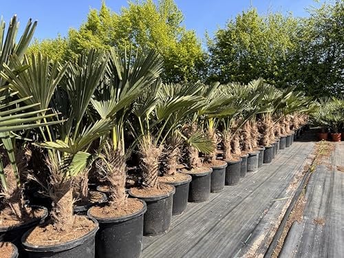 Trachycarpus Wagnerianus Echte Freilandzucht mit bis zu 50 cm Stammhöhe.
