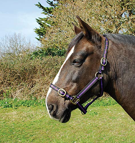 Rhinegold Nylon Halfter-X Full Lila, schwarz/violett, Kaltblut/Warmblut extragroß