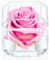 Eternal Petals 100% Real Rose – Handmade in London | Forever Rose, Sentimental Gifts - Gold Solo (Pink)