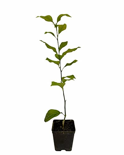 Pianta di Limone Vaso 7cm