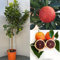 SAVINI VIVAI Orangenpflanze, dunkelorangefarbener Zitrusbaum, im 24 cm Topf, Höhe 90–110 cm, 3–4 Jahre Veredelung, hergestellt in Italien