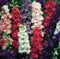 40+ GIGANTE RITTERSPORN IMPERIAL MIX Sementi di fiori/fioritura precoce STAUDE
