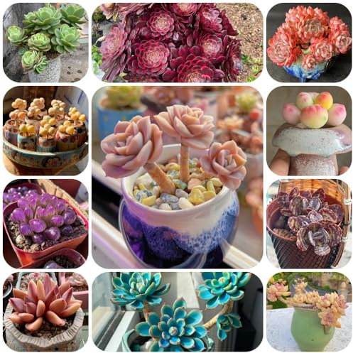 Sukkulenten Samen Winterhart, succulent plants, balkon pflanze pflanzen für garten, pflanzen deko zimmerpflanzen, bonsai samen exotische pflanzen, garten hochbeet topfpflanzen für 350pcs