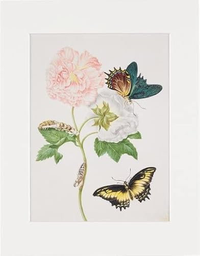 Maria Sibylla Merian - gerahmter Druck Confederate Rose