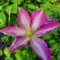 Clematis Asao 2L - Es wird in Ihrem Garten wunderschön aussehen