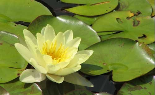 eine gelbblühende Zwergseerose für den Teich, Teichpflanzen, Wasserpflanzen