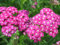 Achillea millefolium 'James Kelwayi' - Schafgarbe - Staudenkulturen Wauschkuhn - Staude im 9x9cm Topf