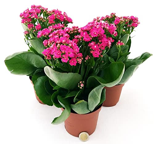 POWERS TO FLOWERS - KALANCHOE CALANDIVA FUCSIA, 3 PIANTE, Vaso 12cm, piante vere
