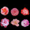 Kamelien Pflanze Kamelie Winterhart Samen - Camelia Jordana - Seltene Pflanzen Serie - Blühmischung Saatgut Geschenk Balkon Beet Balkonpflanzen Winterharte Stauden Gartenblumen Winterhart 600 Stück