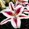 Lilienzwiebeln orientalische Lilie Lilium Zwiebeln Onion Knollen Winterhart Frische mehrjährig duftenden Prachtblüten Hochgewachsene Lilie (Hachi)