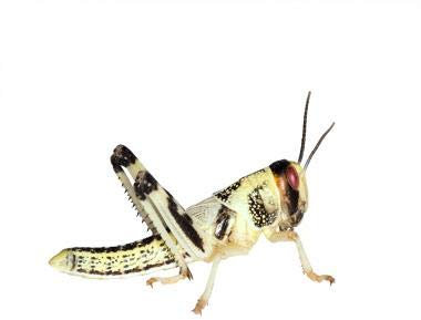 Feeders & More - Heuschrecken - Wüstenheuschrecken MITTEL - 11 Stück - Lebendfutter Insekten Wuestenheuschrecken - Futter für Reptilien, Bartagamen und Amphibien - Futterinsekten & Haustierfutter