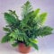 Kleiner Zarter Rippenfarn Blechnum Silver Lady | Zimmerfarn | Geschenk zu Kaufen