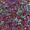 1400 Pailletten - Ø 6mm - Riesige Auswahl an Farben (Weinrot irisierend)