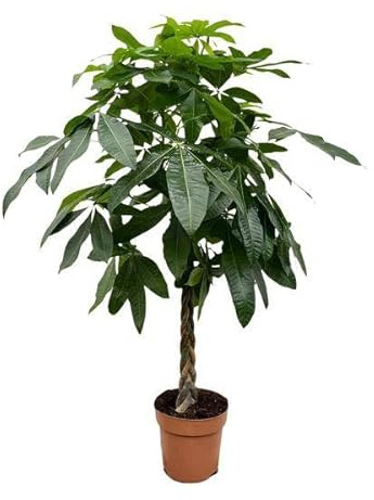 Glückskastanie Pachira Aquatica, 150 cm Hoch, Ø27 cm | Geldbaum als Zimmerpflanze, Luftreinigend, Pflegeleicht, Ideal für Wohnzimmer, Büro & Innenräume