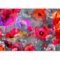 Fototapete murando 350x256 cm Vlies Tapeten Wandtapete XXL Moderne Wanddeko Design Wand Dekoration Wohnzimmer Schlafzimmer Büro Flur Blumen Mohn - wie gemalt b-C-0026-a-b