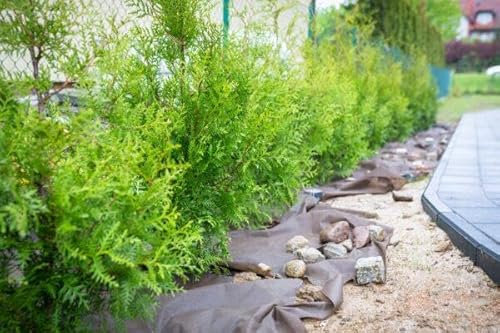 50 Thuja Brabant 60-80cm ohne Topfballen gemessen frisch vom Feld Gartenhecke Heckenpflanzen Immergrüner Lebensbaum
