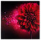 Wandbild Fotodruck Keilrahmen Bild Blume pink Dahlie Floral futuristisch 60x60cm