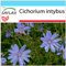 SAFLAX - Set regalo - Escarola - 250 semillas - Con caja regalo/envío, etiqueta para envío, tarjeta de felicitación y sustrato de cultivo y fertilizante - Cichorium intybus