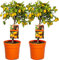 Árboles de Kumquat - Pack 2 Plantas - Citrus Japonica - Naranjos Enanos Cítricos Árboles Frutales