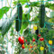 GDPLAN Ranknetz Gartennetze Kletternetz Großes Nylonnetz Rankhilfe Pflanzennetz Pflanzliche Kletterhilfen 2.5 x 2.0 Meter