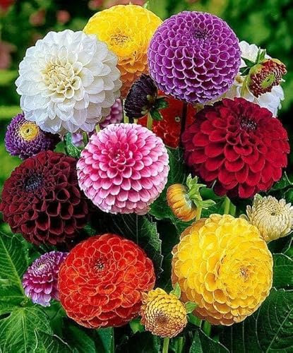 5 Premium Dahlia Flower Bulbs Mix, Multi-Colour Pompom Blooms