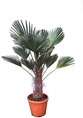 Winterharte Hanfpalme - Trachycarpus wagnerianus - Höhe 150-170cm Stamm 50-60cm Topf Ø 45cm - SPEDITIONSLIEFERUNG