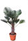 Winterharte Hanfpalme - Trachycarpus wagnerianus - Höhe 150-170cm Stamm 50-60cm Topf Ø 45cm - SPEDITIONSLIEFERUNG
