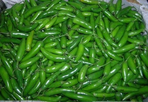 SERRANO PEPPER * DISTINCTIVE FLAVORED * HOT * EVERBEARING * PICO DE GALLO