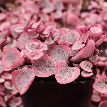 90 graines de plantes Ceropegia wodii