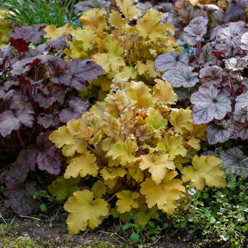 Purpurglöckchen Winterhart - Heuchera Kollektion - 3 Pflanzen - Stauden Mehrjährig Winterhart - Bodendecker - Echte Pflanzen aus Holland (kein Samen, zwiebeln und nicht künstlich)