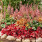 Heuchera Kollektion, Mischung aus 3 Mehrjährige Pflanzen, Winterhart purpurglöckchen Nacktwurzel Stauden aus Holland (kein Samen, Zwiebeln und nicht künstlich). Perfekt als Bodendecker im Schatten