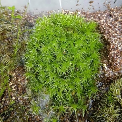 300 pz Semi di muschio Regali per gli amanti del giardino, semi per aiuole rialzate Semi di muschio d'acquario, muschio di torba, muschio piatto, mini giardino serra balcone doni ecologici