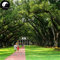 Buy Oak Seeds 60pcs Plant Chinese Quercus Acuta Tree for Quercus Xiang Shu : Seeds Only (Not live plants)