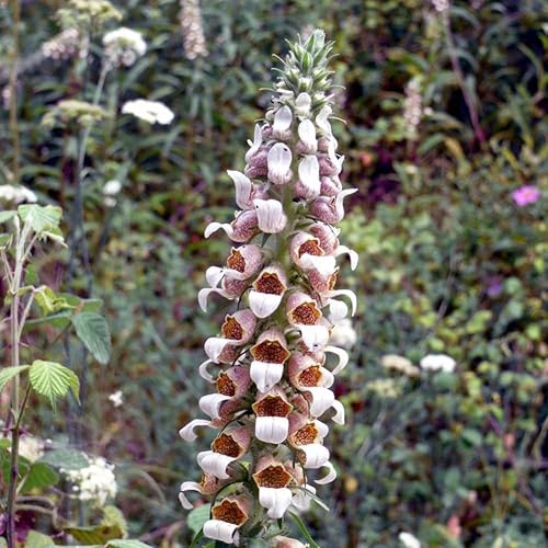 Wolliger Fingerhut (Digitalis lanata) Samen. (2000 Samen = 0,8g)