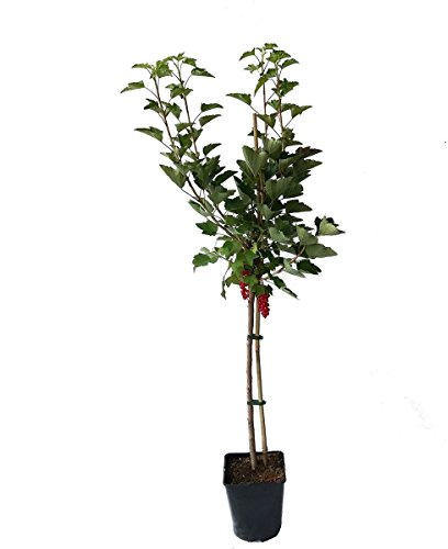 Jonkheer van Tets rote Johannisbeere Stämmchen ca. 50 cm Stamm 120-140 cm im 3-5 Liter Topf