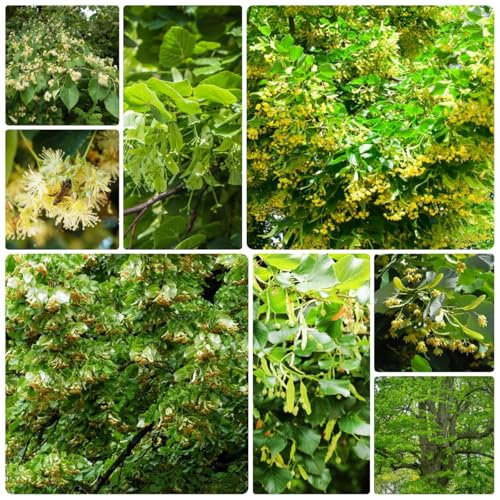 lindenbaum kaufen samen - bio saatgut linden baum geschenke winterharte pflanzen kübelpflanzen winterhart mehrjährig deko pflanze zimmerpflanzen winterharte pflanzen für garten bio 12pcs