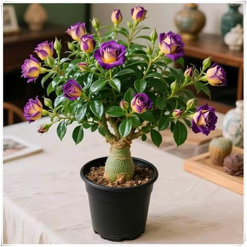 Bulbi di rosa del deserto, piante da balcone in vaso resistenti alla siccità, fiori ornamentali tropicali, la prima scelta per la decorazione del giardino-1bulbi-E