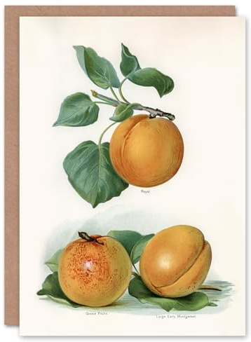 Artery8 John Wright Art Card Vintage Fruit Illustration of Apricots