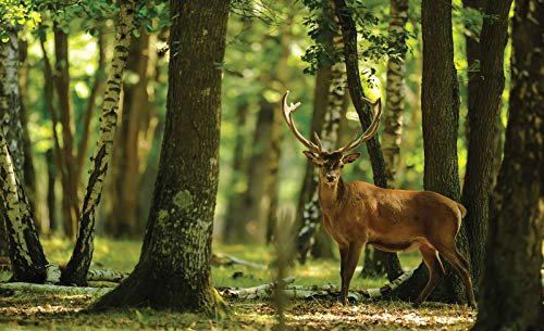 Forwall Fototapete Hirsch Wald - inkl. Kleister - Bäume Natur Tiere Vlies Tapete Wandtapete Moderne 2287V8 368cm x 254cm Schlafzimmer Wohnzimmer