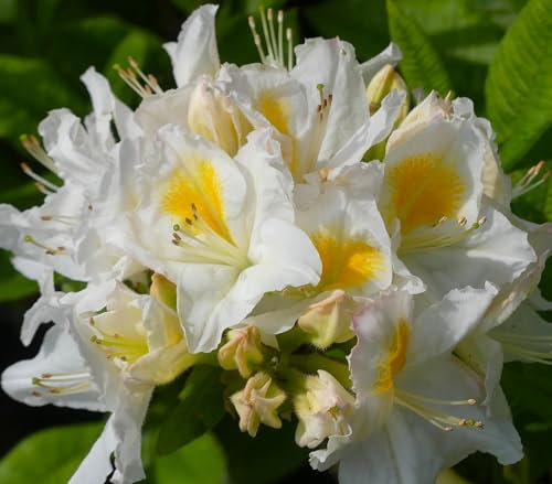 Rhododendron Luteum 'Persil' Sommergrüne Azalee 40-50 cm winterhart Freilandaufzucht