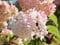 Rispenhortensie Pinky Winky® - Blüte pink & rosa - Hydrangea paniculata Pinky Winky - Containerware 40-60 cm - Garten von Ehren®