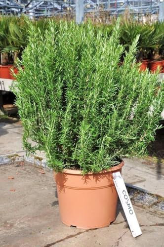 Frischer Rosmarin Kräuterpflanze, 50-70 Höhe, Topf Groß