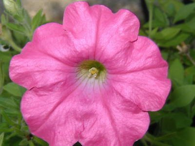 100 Rosa Petunie Blumensamen