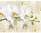 decomonkey Fototapete Orchidee 350x256 cm Wandbild Wandbild Bild Fototapete Tapeten Wandtapete Wandtapete Blumen Natur