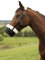 Covalliero Kerbl 3222144 Maulkorb Teddyfleece, Nylon, schwarz, Cob
