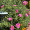 zistrose kaufen samen, winterharte pflanzen pflanzen für garten bienenweide saatgut blumen balkon winterharte stauden plants blumen für balkon bodendecker pflanzen winterhart 100pcs