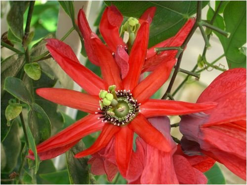 Seedeo Rote Passionsblume (Passiflora manicata) 10 Samen