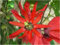 Seedeo Rote Passionsblume (Passiflora manicata) 10 Samen