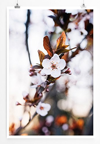 Sinus Art Kunst und Deko Poster - Naturfotografie – Blüten eines Apfelbaums im Frühling- Fotodruck in gestochen scharfer Qualität