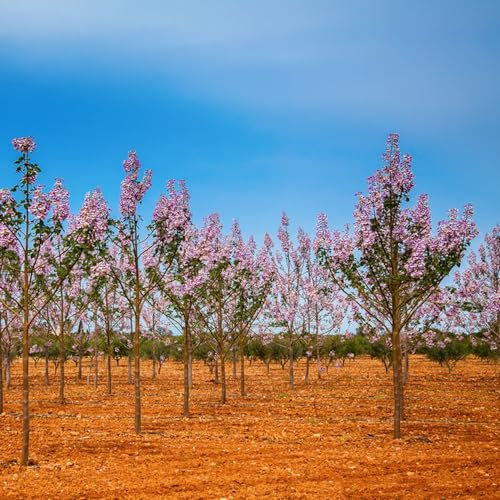 50 Pcs Paulownia Tomentosa Samen - Paulownia Baum - Baumsamen Bäume Garten Winterhart, Schnittblumen Samen Kiribaum Pflanze Samen, Exotische Pflanzen Winterhart, Bienenwohl Bonsaibaum,